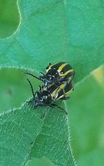 Lema confusa virgata