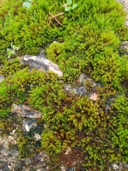 Vinealobryum nicholsonii