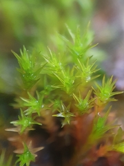 Vinealobryum nicholsonii