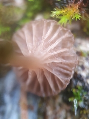 Arrhenia rickenii