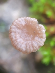 Arrhenia rickenii