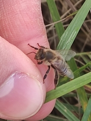 Apis mellifera