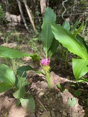 Curcuma australasica