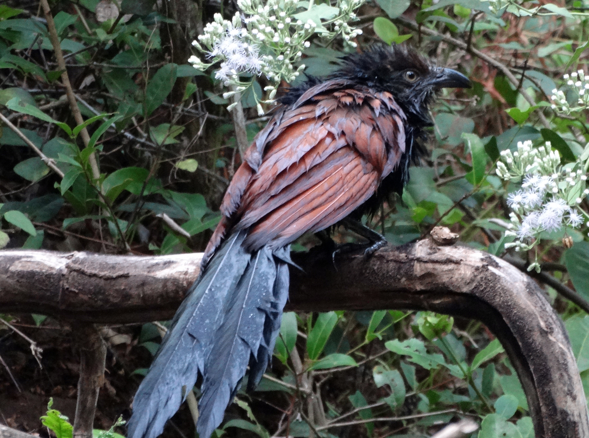Greater Coucal