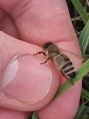 Apis mellifera