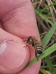 Apis mellifera