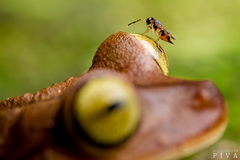 Bokermannohyla hylax