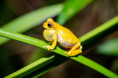 Dendropsophus microps