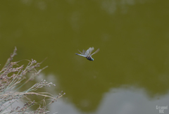 Orthetrum albistylum