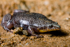 Elachistocleis bicolor