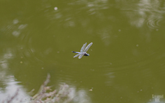 Orthetrum albistylum