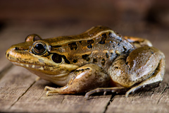 Leptodactylus paranaru