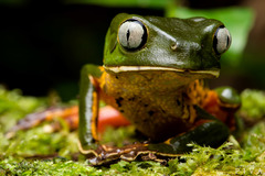 Phyllomedusa distincta