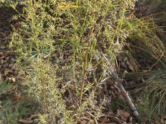 Artemisia manshurica