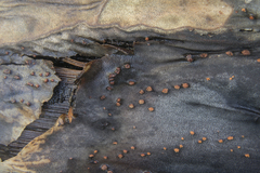 Allantonectria miltina