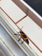 Mecistomela marginata