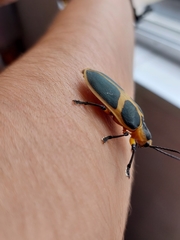 Mecistomela marginata