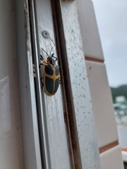 Mecistomela marginata