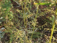 Artemisia manshurica