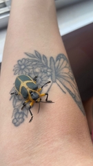 Mecistomela marginata