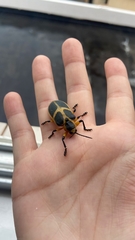 Mecistomela marginata