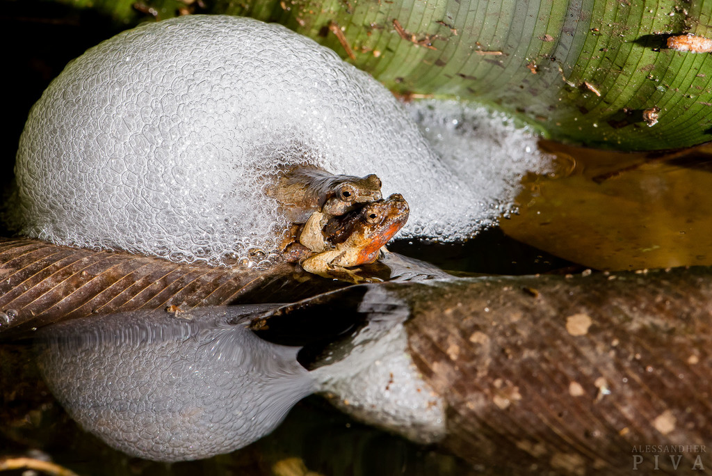 Santa Catharina Dwarf Frog