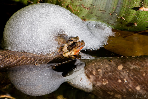 Santa Catharina Dwarf Frog