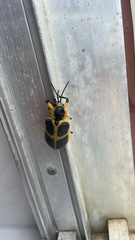 Mecistomela marginata