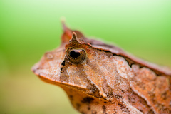 Proceratophrys boiei