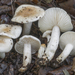 Hygrophorus leucophaeo-ilicis - Photo (c) Nicolò Oppicelli, some rights reserved (CC BY-NC), uploaded by Nicolò Oppicelli