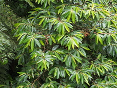 Image of Ardisia palmana
