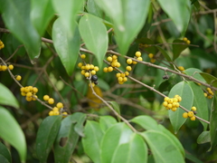 Memecylon talbotianum