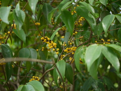 Memecylon talbotianum