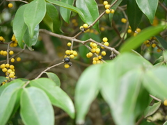 Memecylon talbotianum