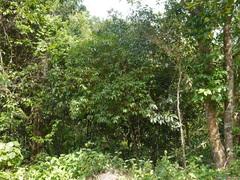 Memecylon talbotianum