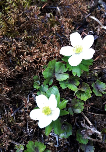 Small-flower Anemone