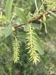 Salix lutea