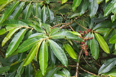 Ardisia palmana