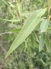 Salix lutea