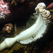Great Sea Pen - Photo (c) John Turnbull, some rights reserved (CC BY-NC-SA)