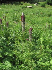 Pedicularis atropurpurea