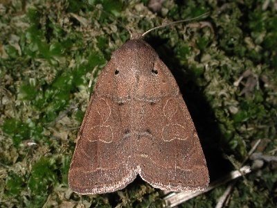 Kocakina fidelis (Grote, 1874)