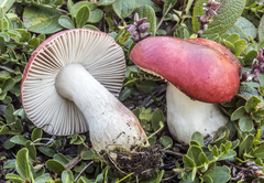 Russula nana