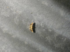 Salbia pachyceralis