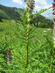 Pedicularis atropurpurea