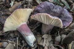 Russula amoenicolor