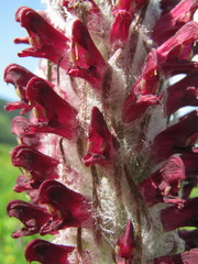Pedicularis atropurpurea