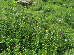 Pedicularis atropurpurea