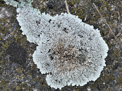 Protoparmeliopsis muralis