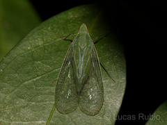 Pteroplegma jacobiana